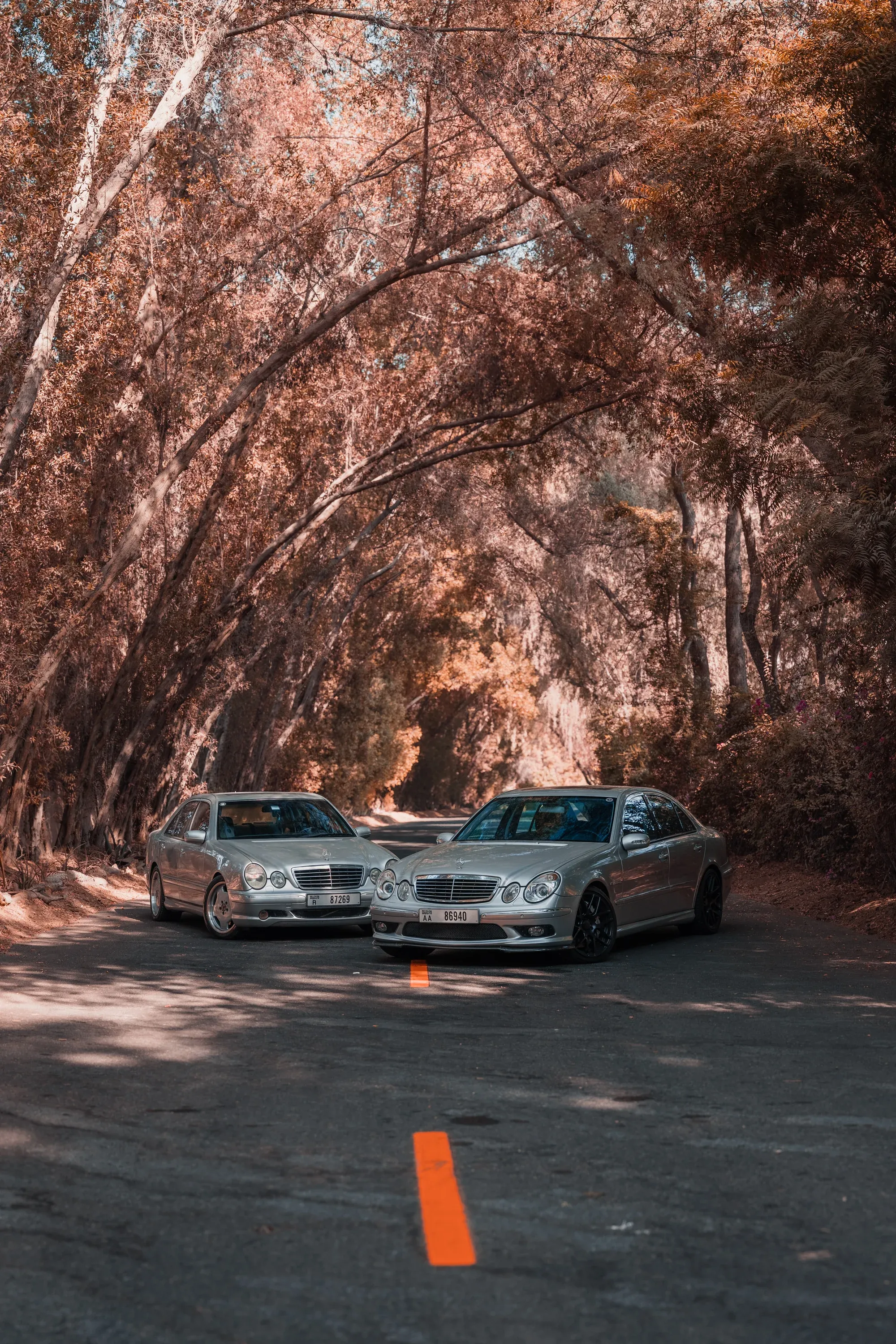 Panoramic view of two silver Mercedes-Benz E-Class sedans on a country road under a canopy of warm-toned trees.