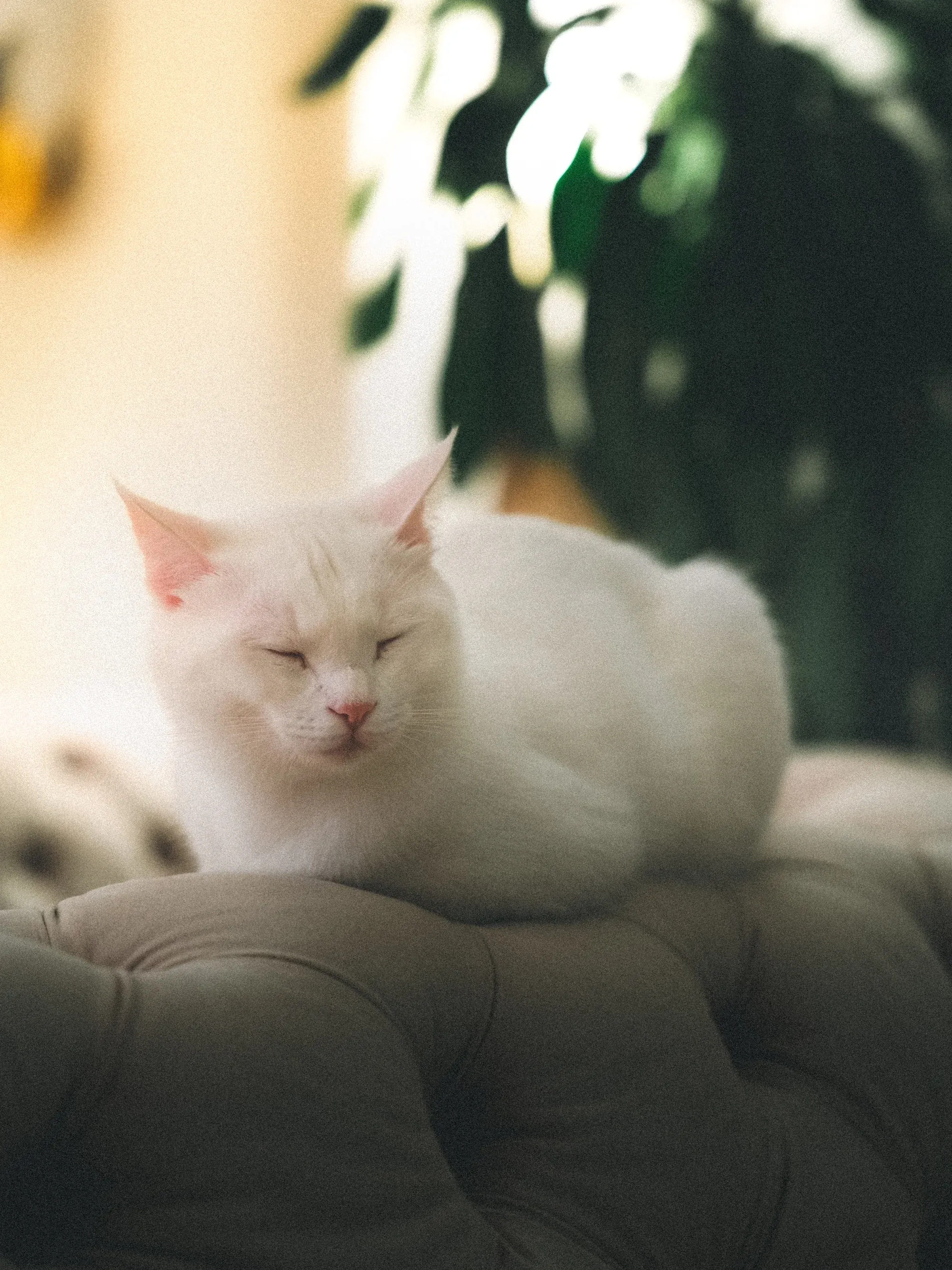 DSC03106-Enhanced-NR