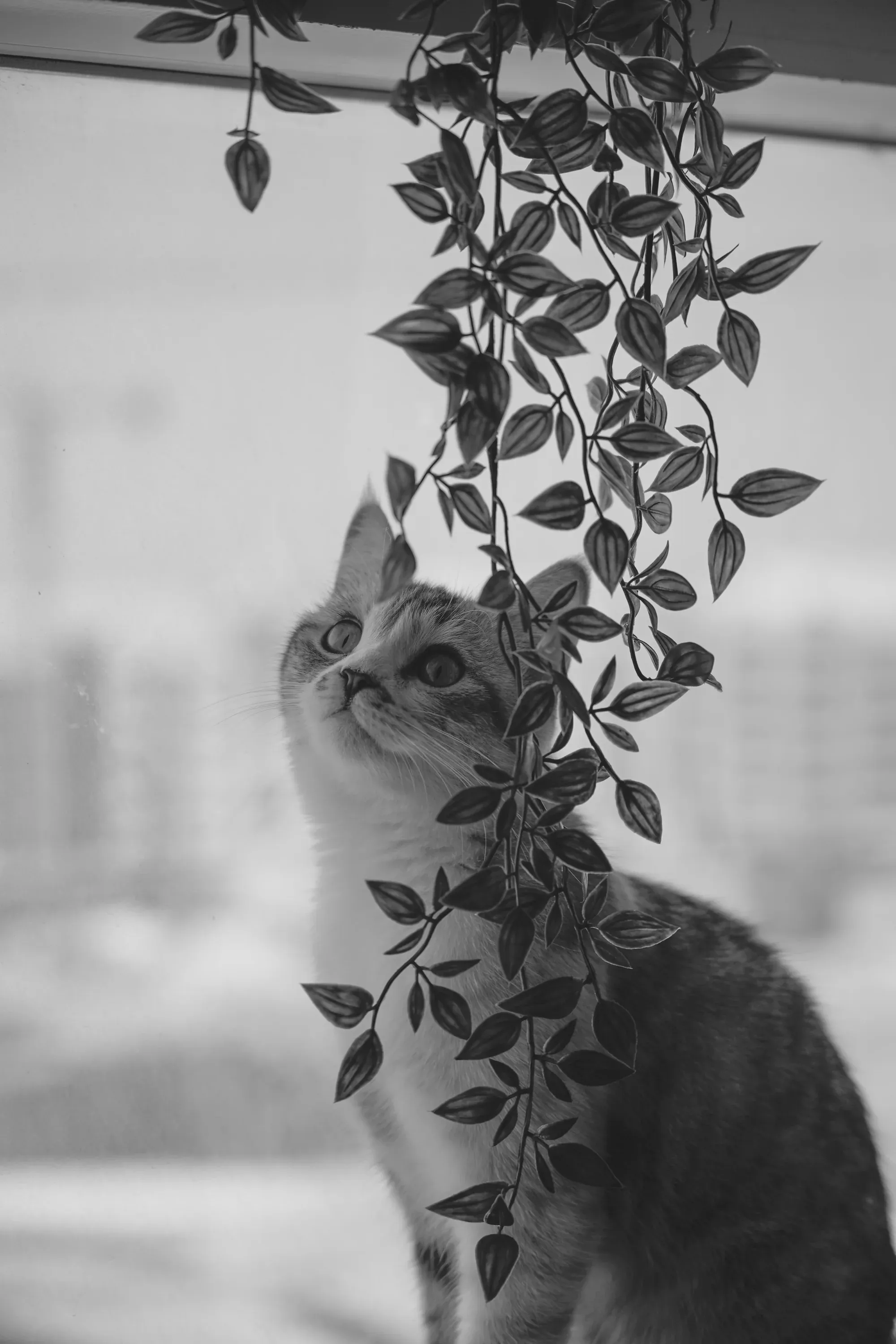 Black and white portrait of a tabby cat looking up at hanging plants, soft indoor window light.