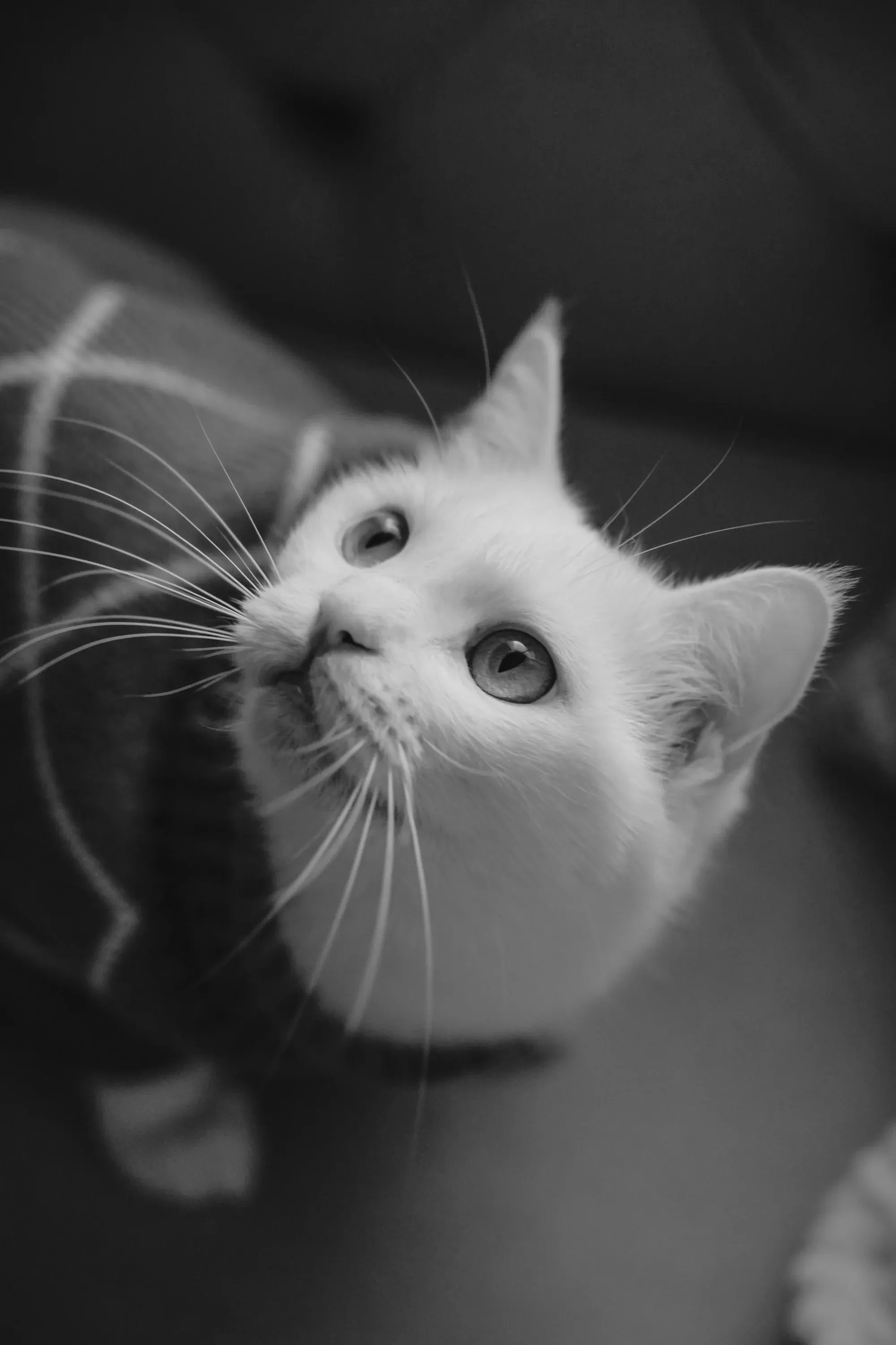Fluffy cat resting on a windowsill, cozy home atmosphere.