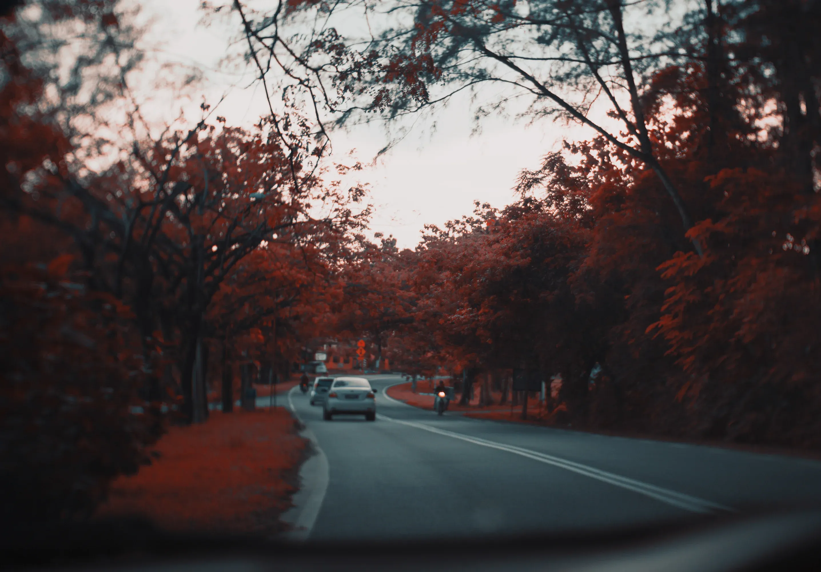 Cinematic shot of a winding road through a forest with red-leafed trees, soft overcast lighting, motion blur from a car window perspective.